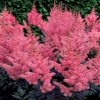 Astilbe Arendsii Gloria Purpurea